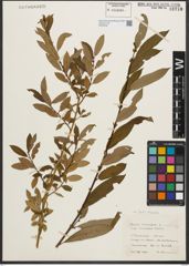 Foto von Salix triandra L.